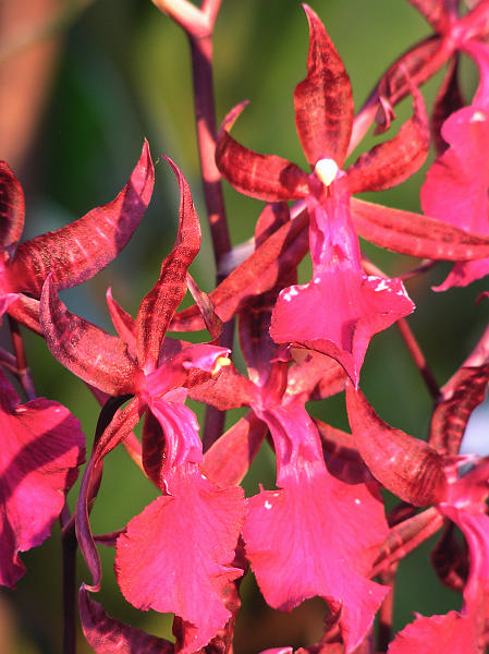 Orchidea.12.JPG - OLYMPUS DIGITAL CAMERA